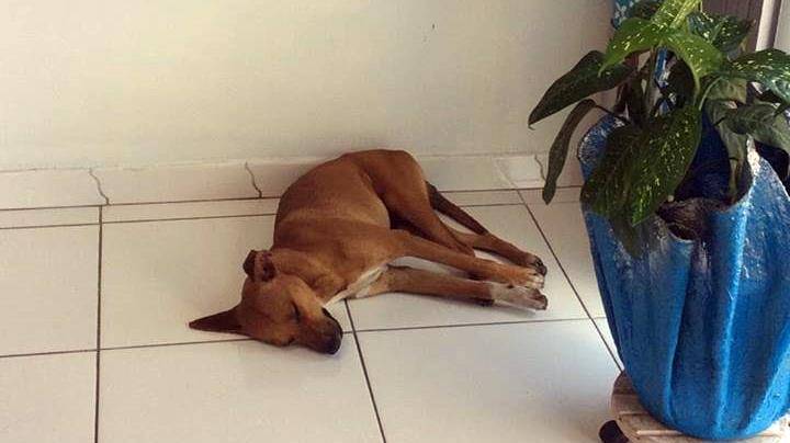 Devido ao calor em Garuva, cachorro entra em comercio para aproveitar o Ar Condicionado. Donos não se importaram…