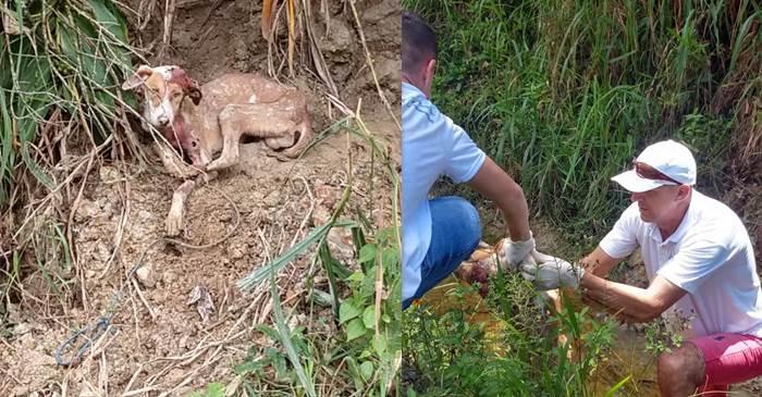 Cachorro com sinais de maus-tratos e abandono é resgatado em Garuva