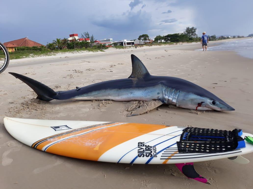 REGIÃO: Tubarão azul aparece na praia em Guaratuba