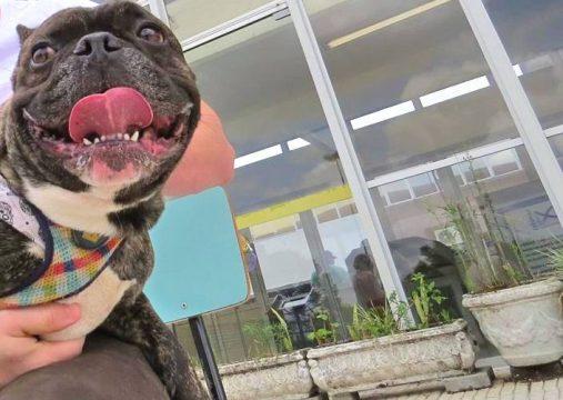 UFPR confirma presença coronavírus em dois cães de Curitiba; casos são primeiros do Brasil