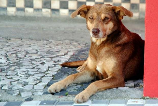 Lei prevê multa de até R$ 20 mil para quem pratica maus-tratos contra animais em SC