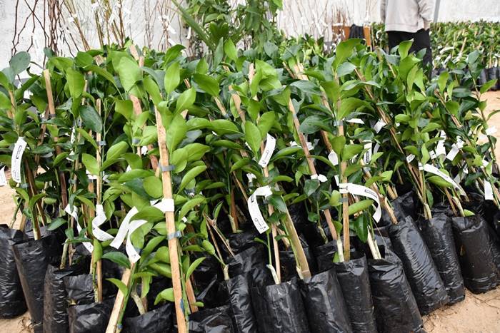 Campanha de mudas 2021 oferece cerca de 90 espécies de plantas entre frutíferas e ornamentais em Garuva