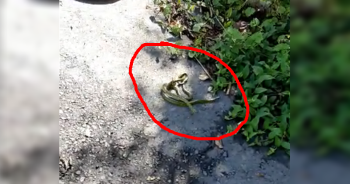 Duas cobras não venenosas são capturadas em residência no centro de Garuva