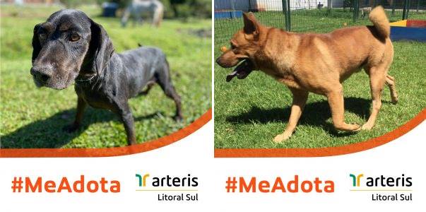 Cães resgatados pela Arteris Litoral Sul estão disponíveis para adoção em Garuva e Itapema.