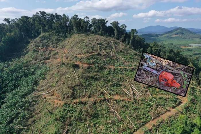 Polícia Militar Ambiental flagra crime de desmatamento ilegal em Garuva.