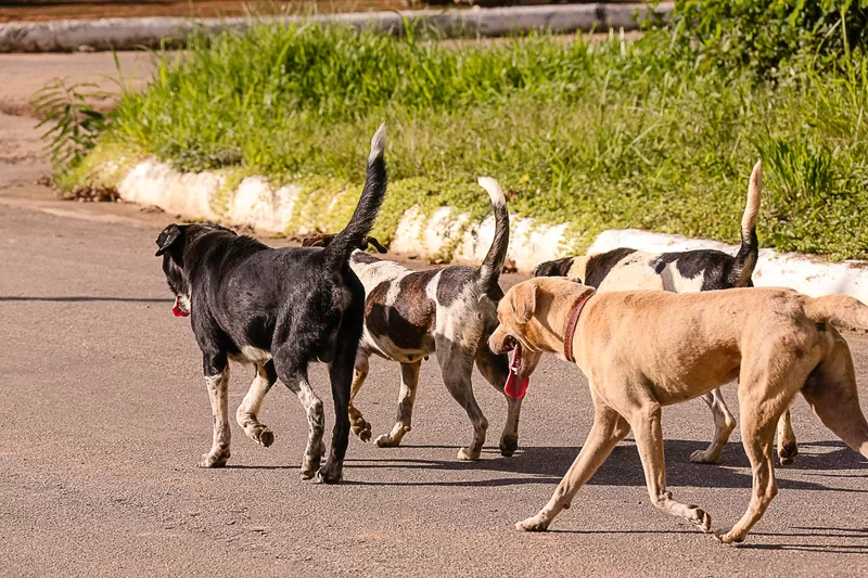 Proposta de vereador prevê desconto no IPTU para quem adotar cachorro de rua, em Garuva.